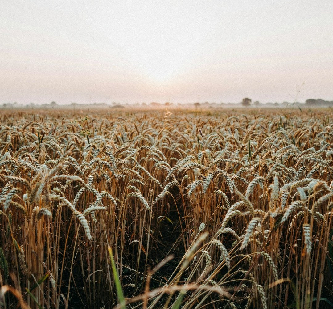 Sharbati wheat field in Sehore, Madhya Pradesh