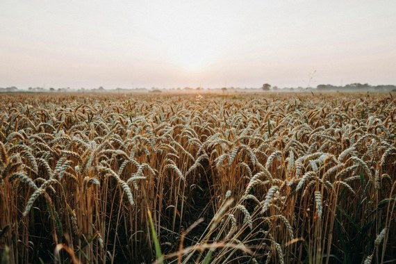 The field